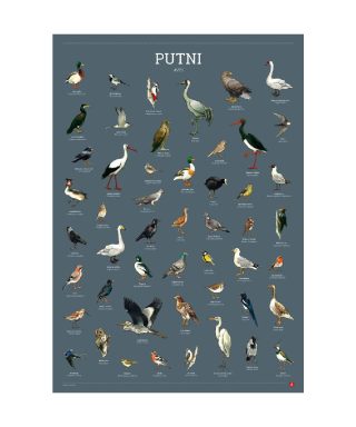 Kasāmplakāts "Latvijas Putni", Jāņa Sēta