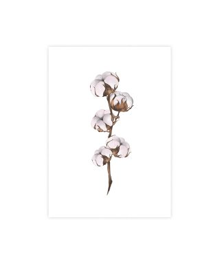 Kartīte Cotton flower, White bloom, Manilla