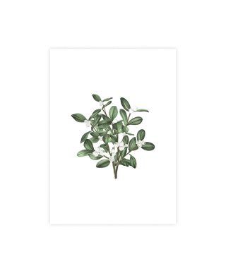 Kartīte Mistletoe, White bloom, Manilla