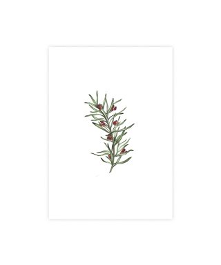 Kartīte Rosemary and berries, White bloom, Manilla