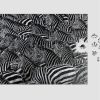 puzle-zebra