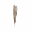 17559-p81menns-large.png