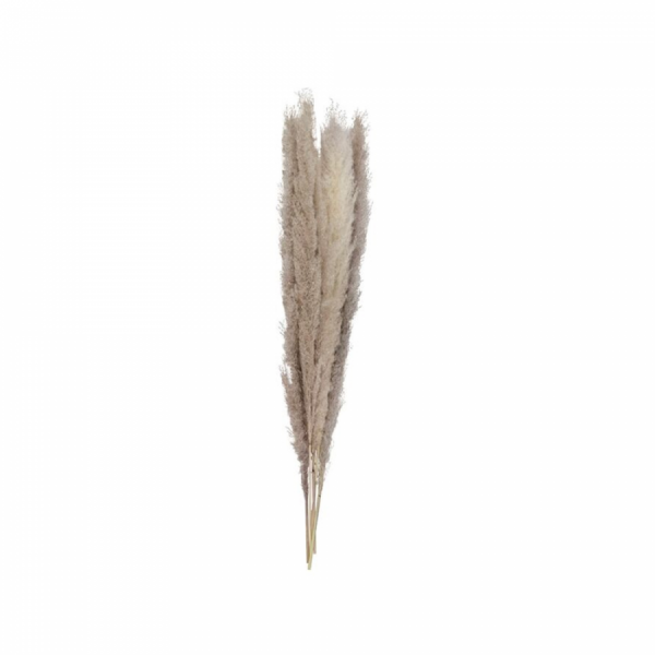 17559-p81menns-large.png
