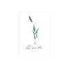 kartite-lavanda-lavandula-spica--manilla