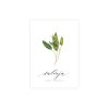 kartite-salvija-savia-officinalis-manilla