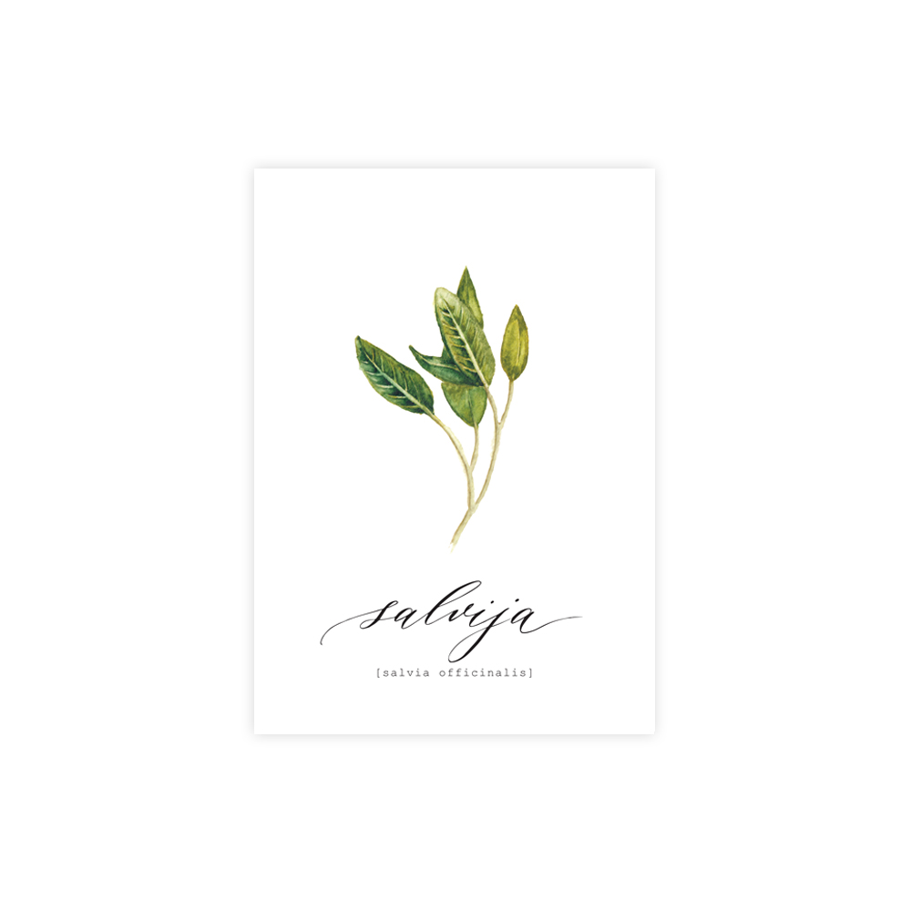 kartite-salvija-savia-officinalis-manilla