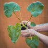 planten13-scaled-600x750