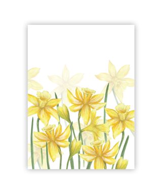 Kartīte - plakāts Narcises, Daffodils, A5, Manilla