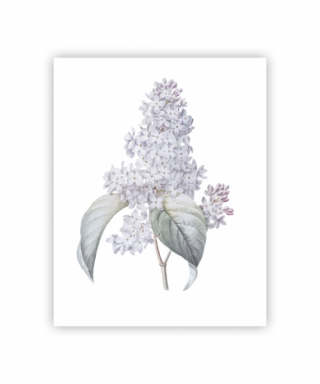 Kartīte - plakāts Lilac, Lilac, A5, Manilla