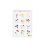 Uzlimju-loksne-Wildflowers,-Souci-illustration