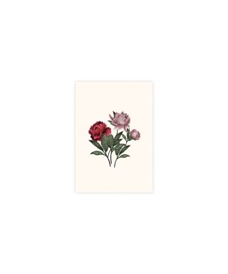 Kartīte Peonies, Blooming Marvellous, Cream, Manilla