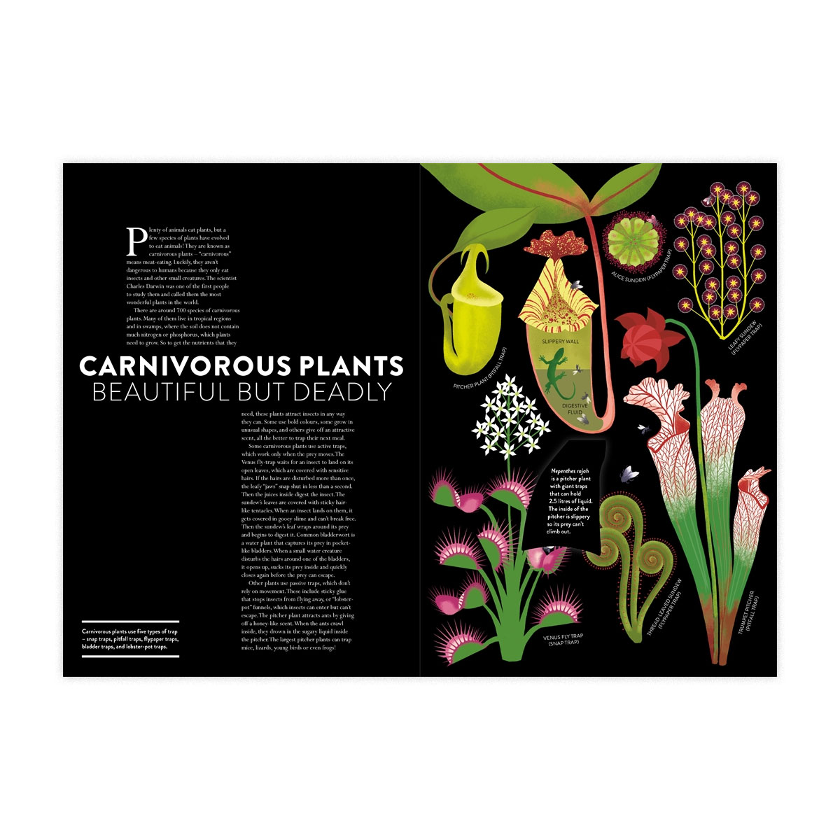 6_Gramata-The-Plant-Life