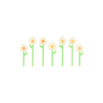Sveces-kukai-Daisy,-6-gab.,-Meri-Meri