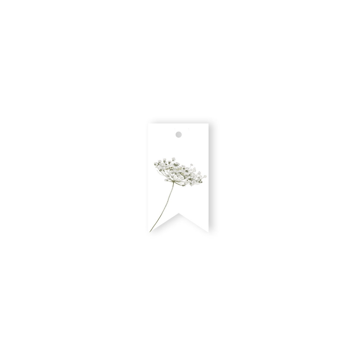 Etikete-Chervil,-Ethernal,-Manilla