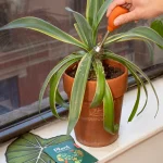 augu-kopsanas-komplekts-plant-care2.jpg