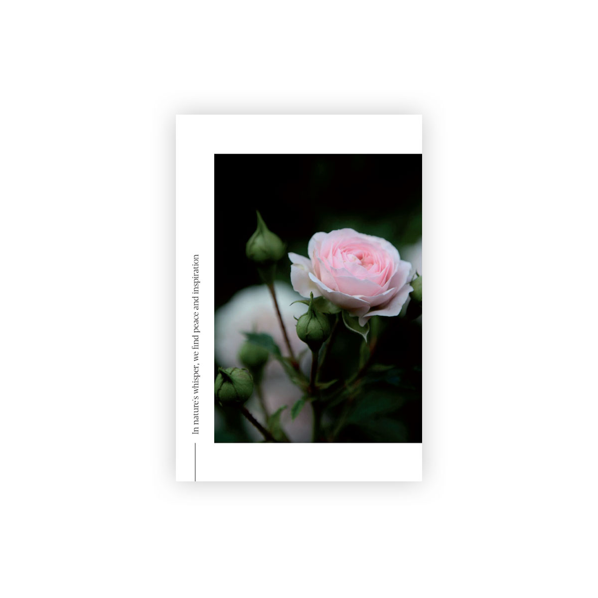 Pastkarte-Pink-Queen,-Nature's-Whisper,-Manilla-x-L.Priedniece