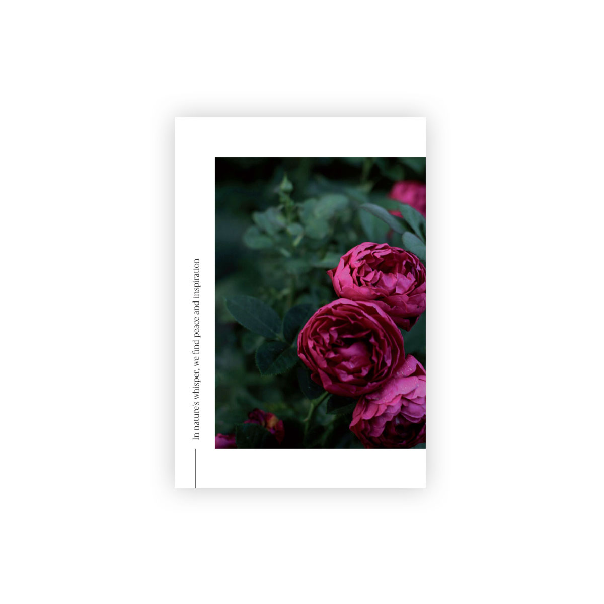 Pastkarte-Velvet-blossom,-Nature's-Whisper,-Manilla-x-L.Priedniece