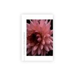 Pastkarte_Dahlia, Nature’s Whisper, Manilla x L.Priedniece