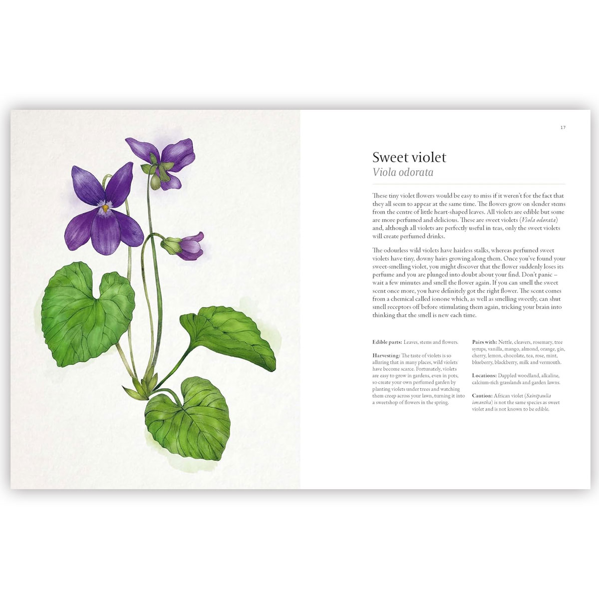 4_Gramata-A-Forager's-Guide-to-Wild-Drinks