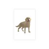 Kartīte, Greeting card Dog | Official award-winning movie Flow merchandise. Limited edition Flow merch now ready for purchse.