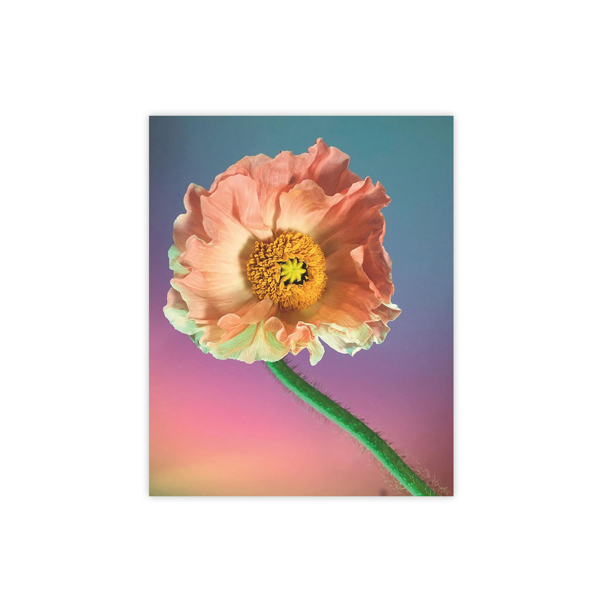 4_Kartisu-komplekts-Still-Life-Notecards,-20-gab