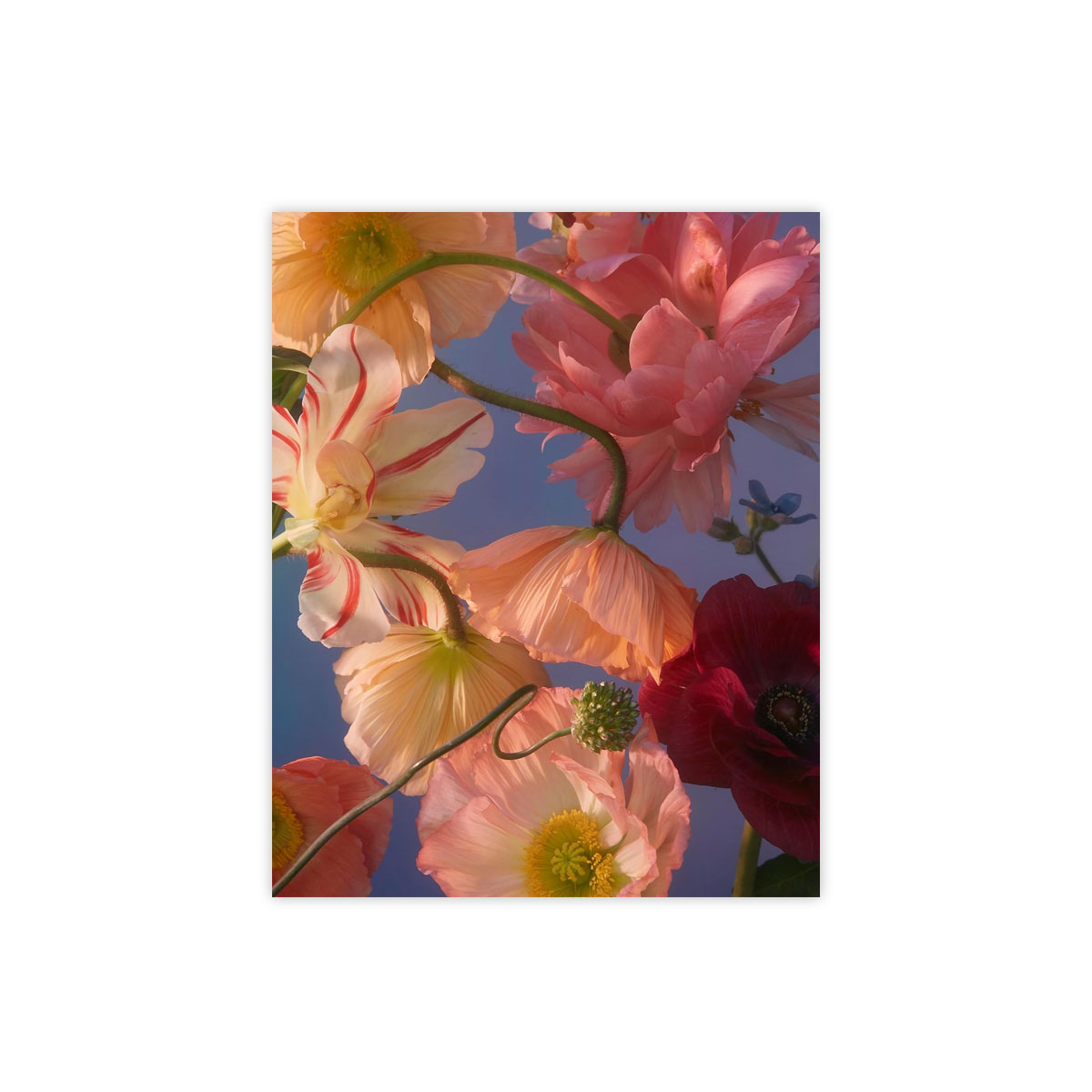 5_Kartisu-komplekts-Still-Life-Notecards,-20-gab