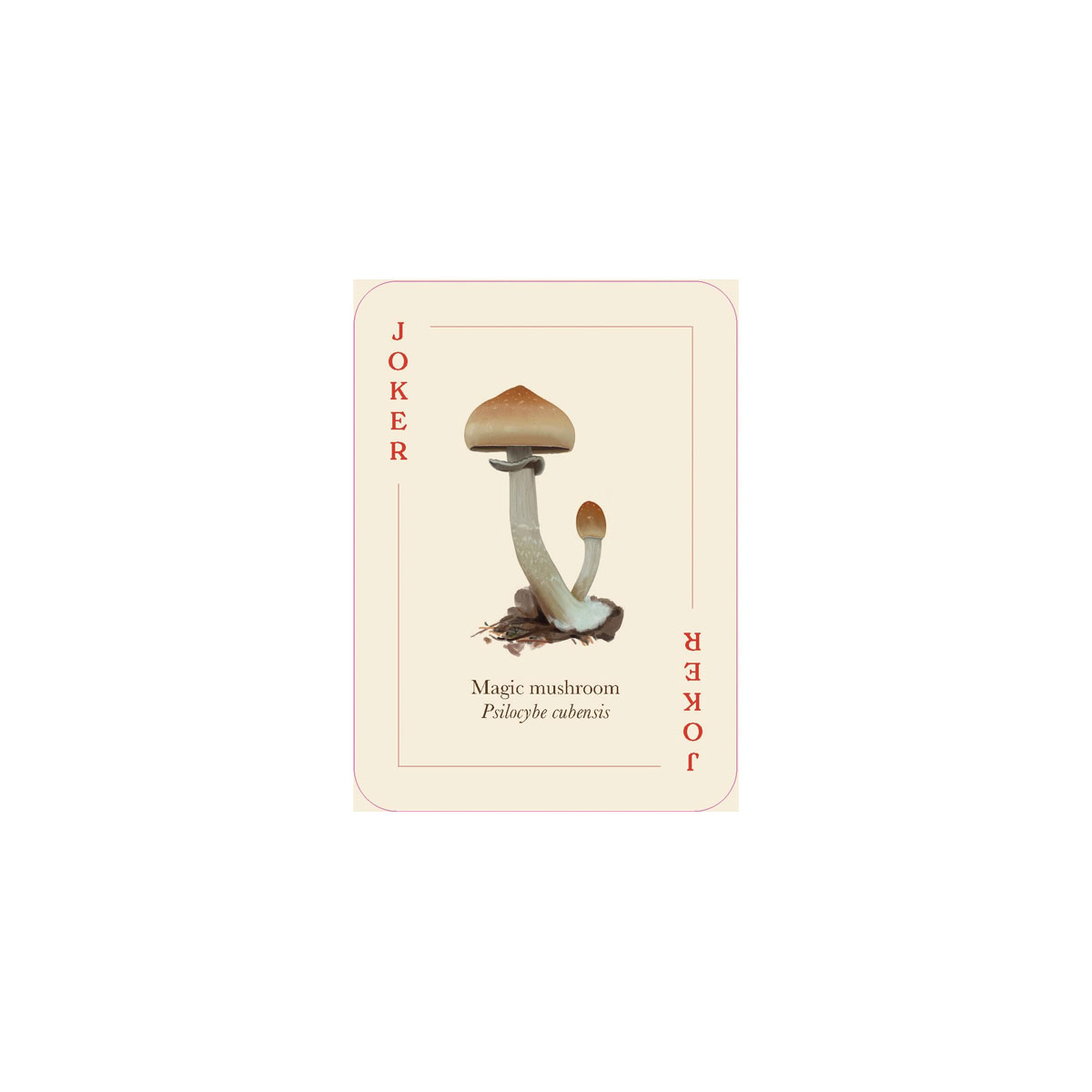 2_Spelu-karsu-kava-Mushrooms-of-the-Wild,-Smith-Street-Gift