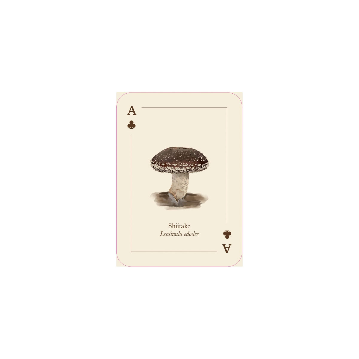 3_Spelu-karsu-kava-Mushrooms-of-the-Wild,-Smith-Street-Gift