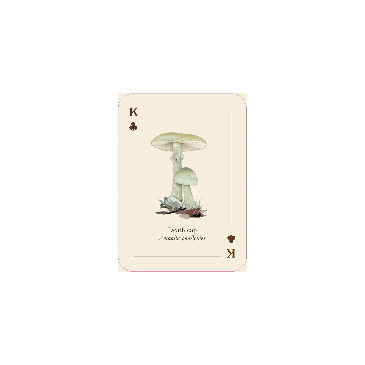 4_Spelu-karsu-kava-Mushrooms-of-the-Wild,-Smith-Street-Gift