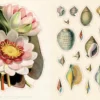 Uzlīmju grāmata John Derian Sticker Book II