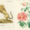 Uzlīmju grāmata John Derian Sticker Book II