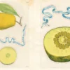 Uzlīmju grāmata John Derian Sticker Book II