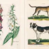 Uzlīmju grāmata John Derian Sticker Book