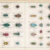 Uzlīmju grāmata John Derian Sticker Book