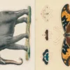 Uzlīmju grāmata John Derian Sticker Book