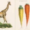Uzlīmju grāmata John Derian Sticker Book