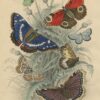 Puzle John Derian Butterflies 750 gab.