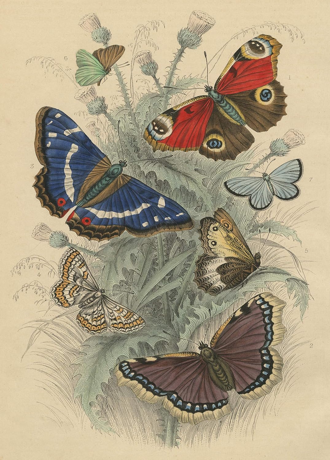 Puzle John Derian Butterflies 750 gab.