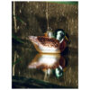2_Stikla-dekors-Brown-&-green-duck,-5