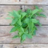bazilika-seklas-basil-lemon2.jpeg