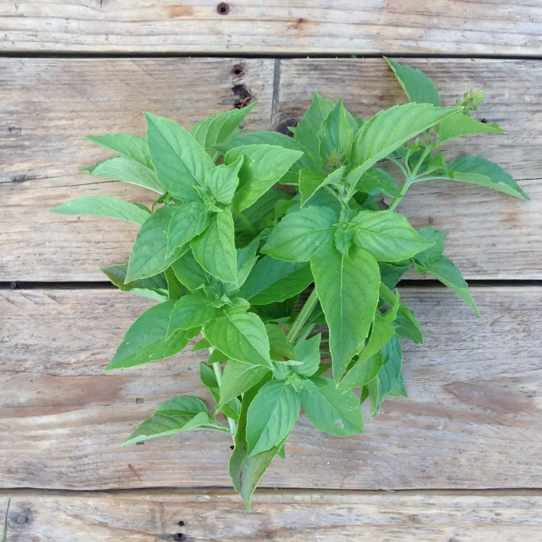 bazilika-seklas-basil-lemon2.jpeg