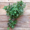 oregano-seklas-greek-oregano2