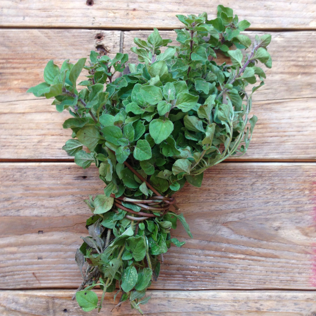 oregano-seklas-greek-oregano2