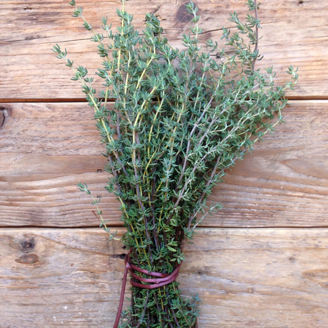 timiana-seklas-thyme-de-provence2.jpeg