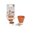 Puķupods ar sēklām Strawberry, Little Dutch-2-Manilla