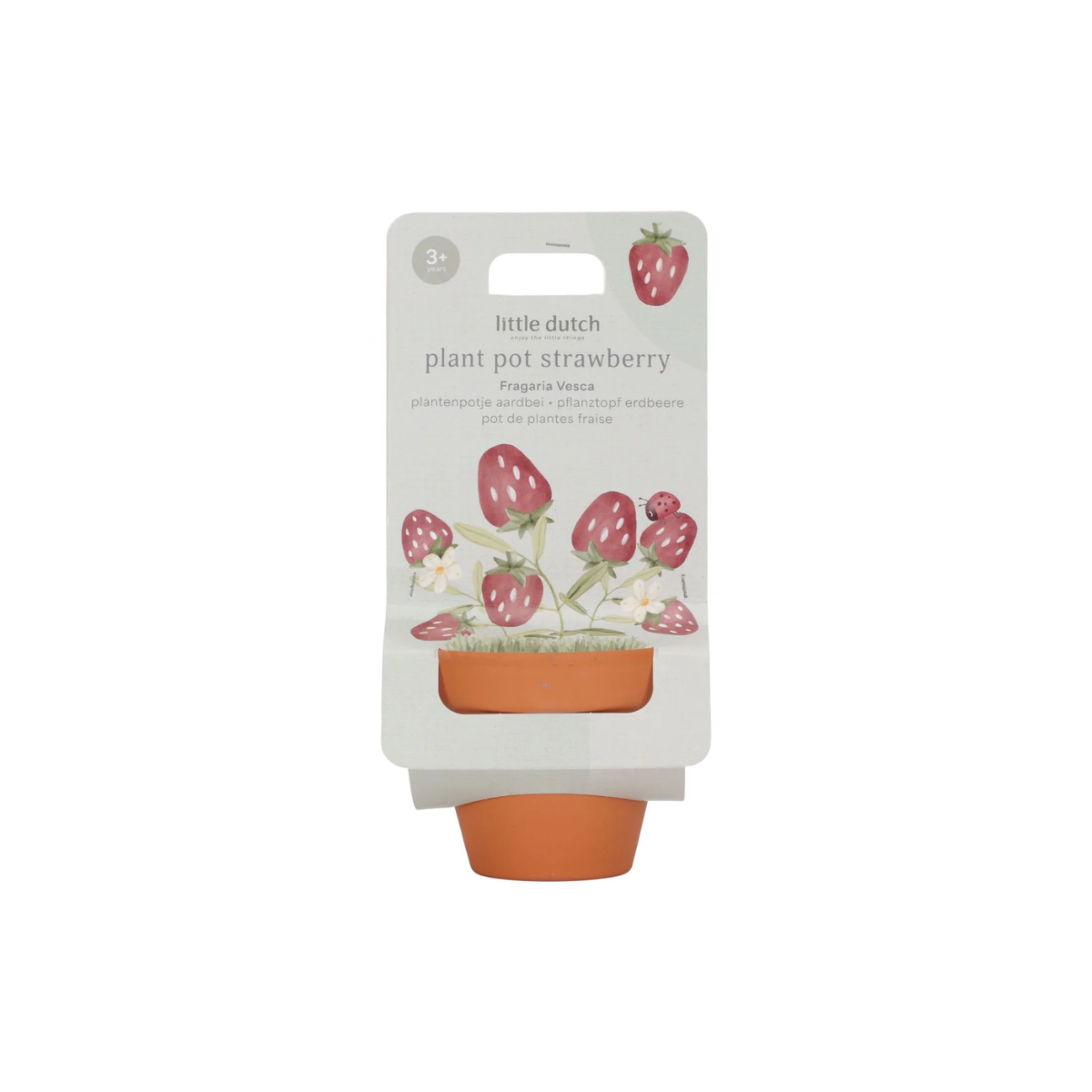 Puķupods ar sēklām Strawberry, Little Dutch-Manilla