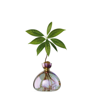 Dizaina vāze Avocado Vase, Cosmic Astra, avokado audzēšanai
