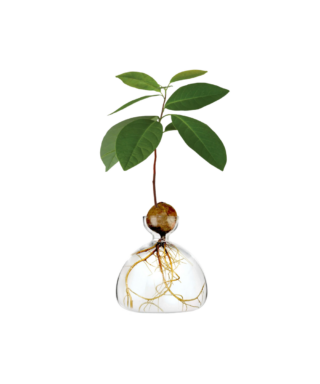 Dizaina vāze Avocado Vase, Clear, avokado audzēšanai