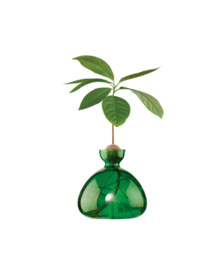Dizaina vāze Avocado Vase, Emerald green, avokado audzēšanai