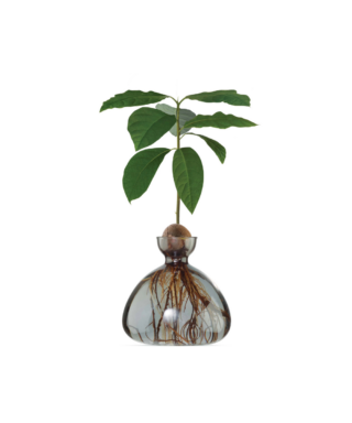 Dizaina vāze Avocado Vase, Smoke Grey, avokado audzēšanai